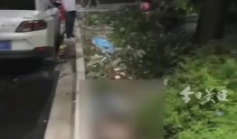 广东车祸最新爆料消息,多车连环相撞，事故原因及伤亡情况引关注